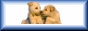 Tiere Top 100